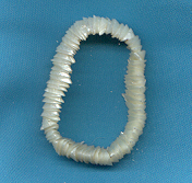Shell Bracelet
